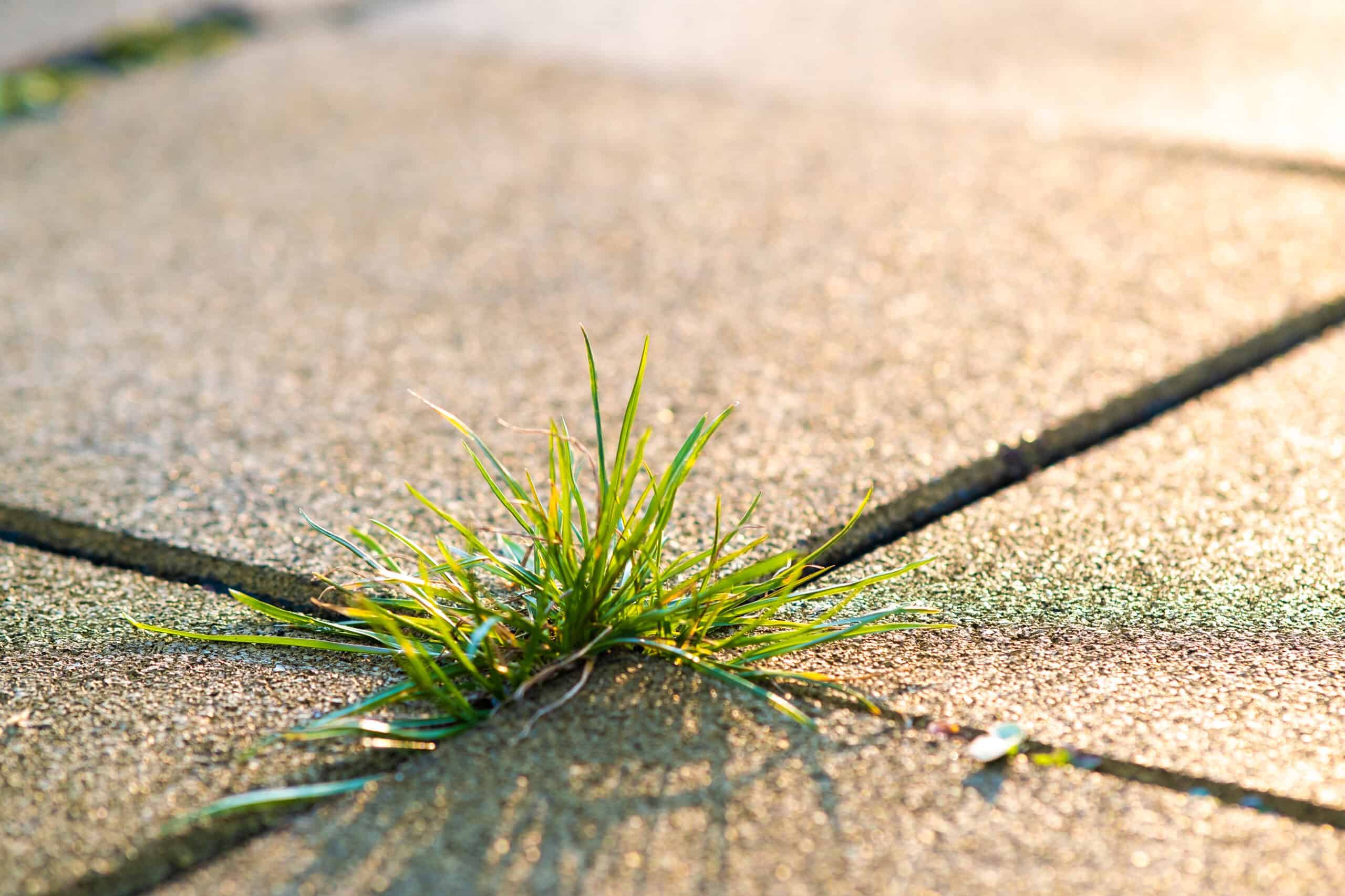Weeds can grow almost anywhere! Got them on your Oak Lawn, Evergreen Park, or Burbank property? Call A.R. Lawn and Snow Service today!