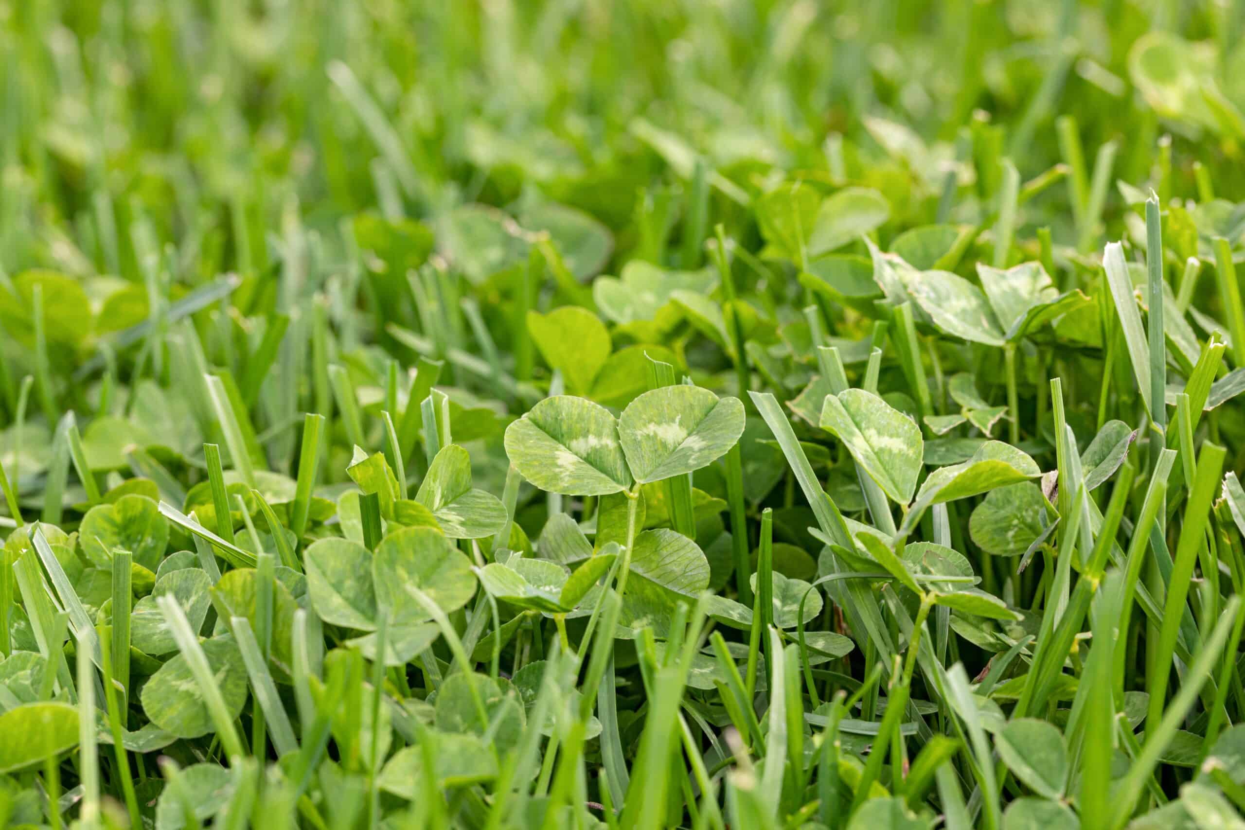 Need to rid your lawn of weeds on your Oak Lawn, Evergreen Park, or Burbank property? Call A.R. Lawn and Snow Service today!