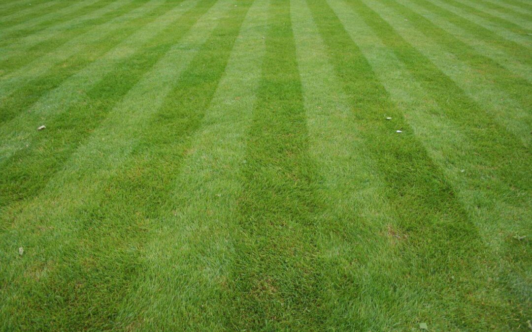 Essential Tips For Great Lawn Maintenance