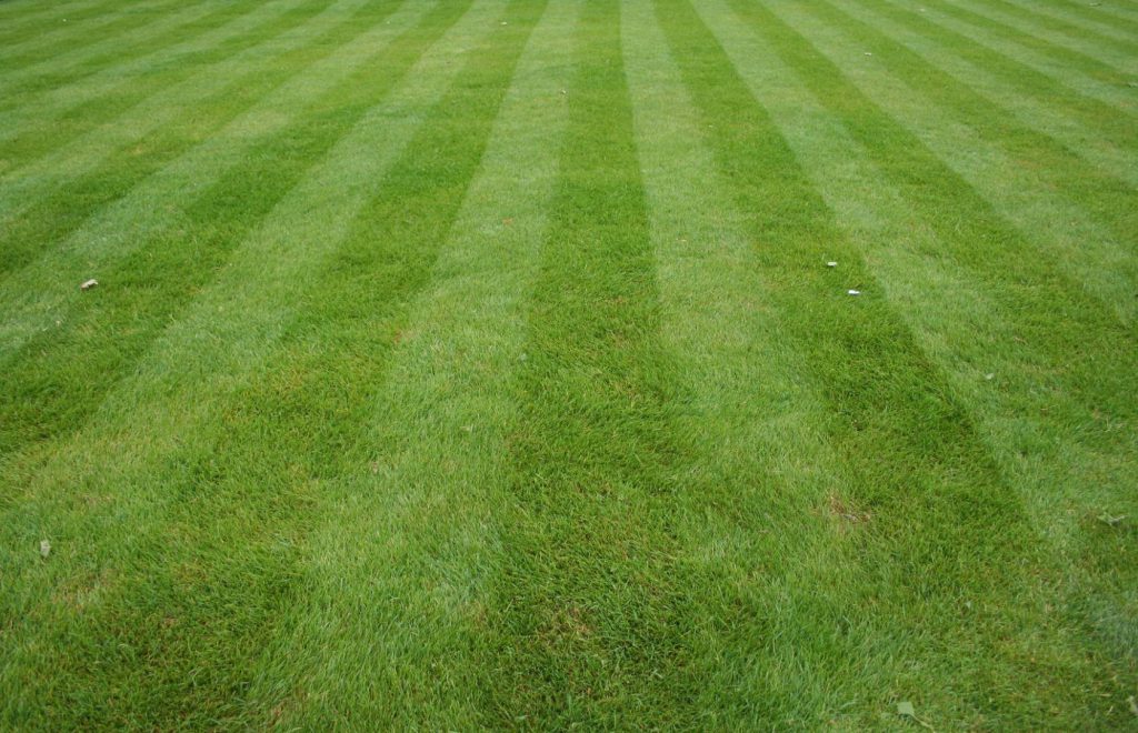 Lawn with great lawn maintenance routine