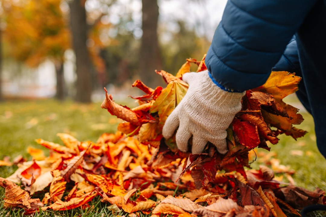 Person wearing gloves and a blue jacket gathering vibrant orange and yellow autumn leaves into a pile on a grassy lawn.