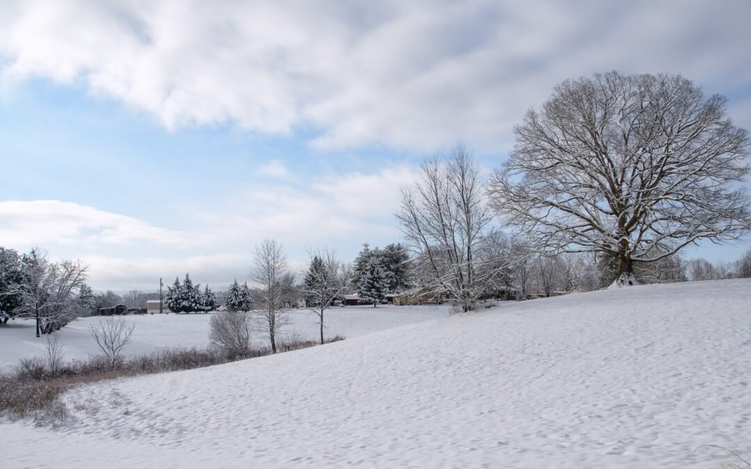 The Impact of Snow on Local Illinois Wildlife – How To Make an Eco-Friendly Landscape