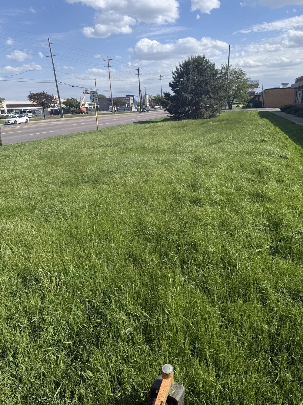 Overgrown grass outside a commercial building in Berkeley before ARLS service